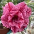 Kép 1/3 - Adenium obesum 'Treasures'