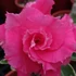 Kép 1/3 - Adenium Obesum 'Icing on the Cake'