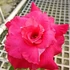 Kép 1/3 - Adenium Obesum 'Ponyo'