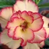 Kép 1/3 - Adenium Obesum 'Sun'