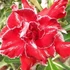 Kép 1/3 - Adenium Obesum 'Tang'