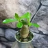 Kép 6/15 - Adenium obesum magonc