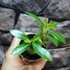Kép 14/15 - Adenium obesum magonc