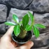 Kép 15/15 - Adenium obesum magonc