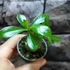 Kép 7/15 - Adenium obesum magonc