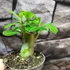 Kép 8/15 - Adenium obesum magonc