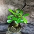 Kép 9/15 - Adenium obesum magonc