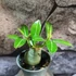 Kép 10/15 - Adenium obesum magonc