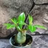 Kép 11/15 - Adenium obesum magonc