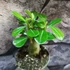 Kép 12/15 - Adenium obesum magonc