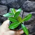 Kép 13/15 - Adenium obesum magonc