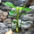 Kép 3/15 - Adenium obesum magonc