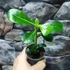 Kép 5/15 - Adenium obesum magonc