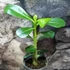 Kép 4/15 - Adenium obesum magonc