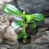 Kép 2/15 - Adenium obesum magonc