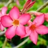 Kép 1/15 - Adenium obesum magonc