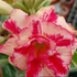 Kép 1/3 - Adenium obesum 'Bii Princess'