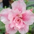 Kép 1/4 - Adenium obesum 'Dance Miracle'