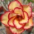 Kép 1/4 - Adenium obesum 'Mirror'