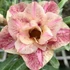 Kép 1/4 - Adenium obesum 'Anka'