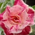 Kép 1/4 - Adenium obesum 'Waltz'