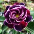 Kép 1/4 - Adenium obesum 'Blue Phoenix'