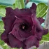 Kép 1/4 - Adenium obesum 'Black Knight'