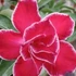 Kép 1/4 - Adenium obesum 'Momotaro'