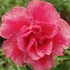 Kép 1/4 - Adenium obesum 'Rainbow Phoenix'
