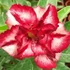 Kép 1/4 - Adenium Obesum 'Ray'