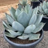 Kép 1/6 - Agave 'Dragon Toes'