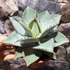 Kép 3/6 - Agave 'Dragon Toes'