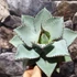 Kép 4/6 - Agave 'Dragon Toes'