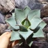 Kép 5/6 - Agave 'Dragon Toes'