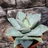 Kép 6/6 - Agave 'Dragon Toes'