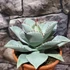 Kép 2/6 - Agave 'Dragon Toes'