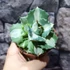 Kép 2/8 - Agave potatorum cv. Ouhi-Raijin variegata