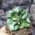 Kép 3/8 - Agave potatorum cv. Ouhi-Raijin variegata