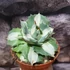 Kép 4/8 - Agave potatorum cv. Ouhi-Raijin variegata