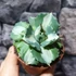 Kép 5/8 - Agave potatorum cv. Ouhi-Raijin variegata