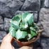 Kép 6/8 - Agave potatorum cv. Ouhi-Raijin variegata