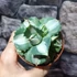 Kép 7/8 - Agave potatorum cv. Ouhi-Raijin variegata