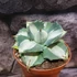Kép 8/8 - Agave potatorum cv. Ouhi-Raijin variegata