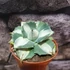 Kép 1/8 - Agave potatorum cv. Ouhi-Raijin variegata