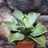 Kép 2/6 - Agave potatorum