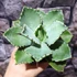 Kép 3/6 - Agave potatorum
