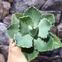 Kép 4/6 - Agave potatorum