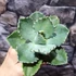 Kép 5/6 - Agave potatorum