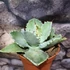 Kép 6/6 - Agave potatorum
