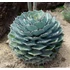 Kép 1/6 - Agave potatorum